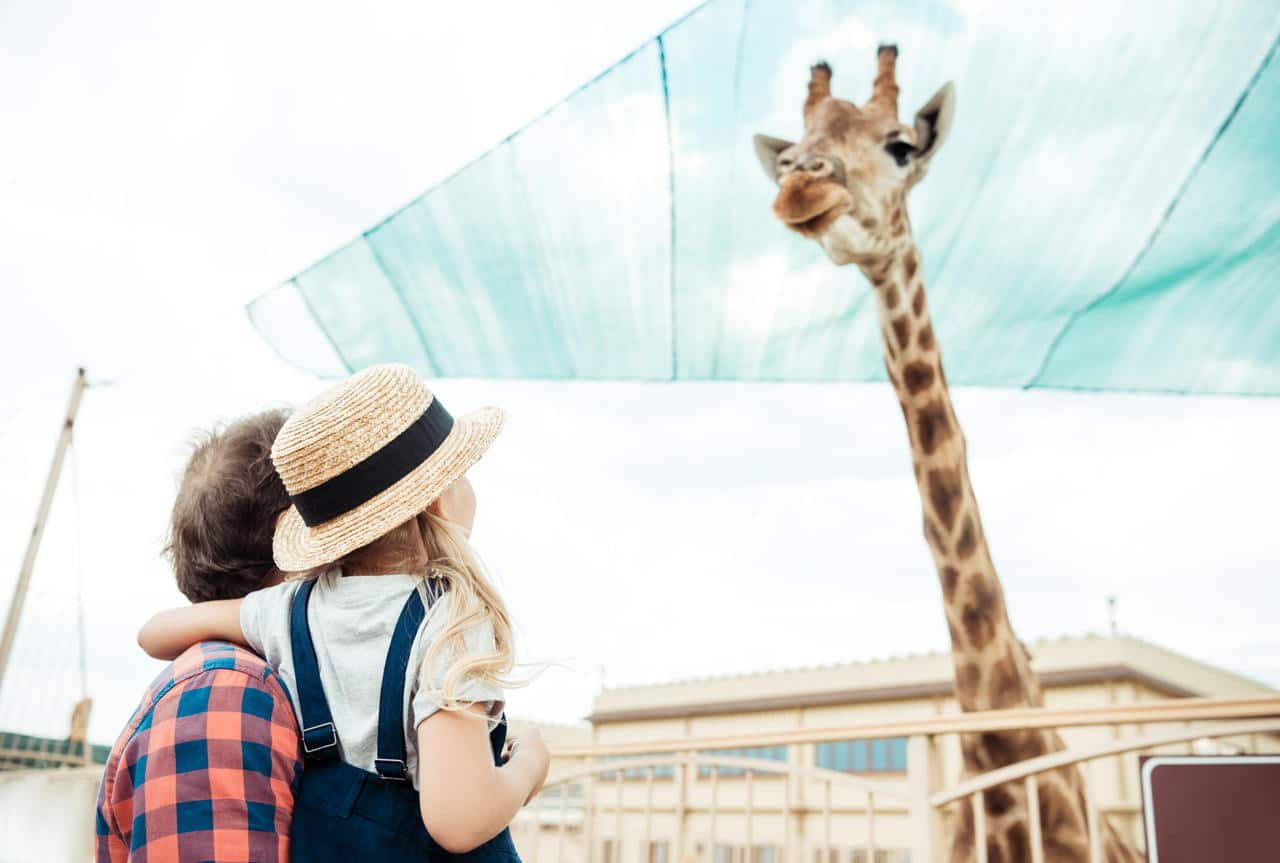 Planning a Dallas Zoo Day? Read This Before You Go