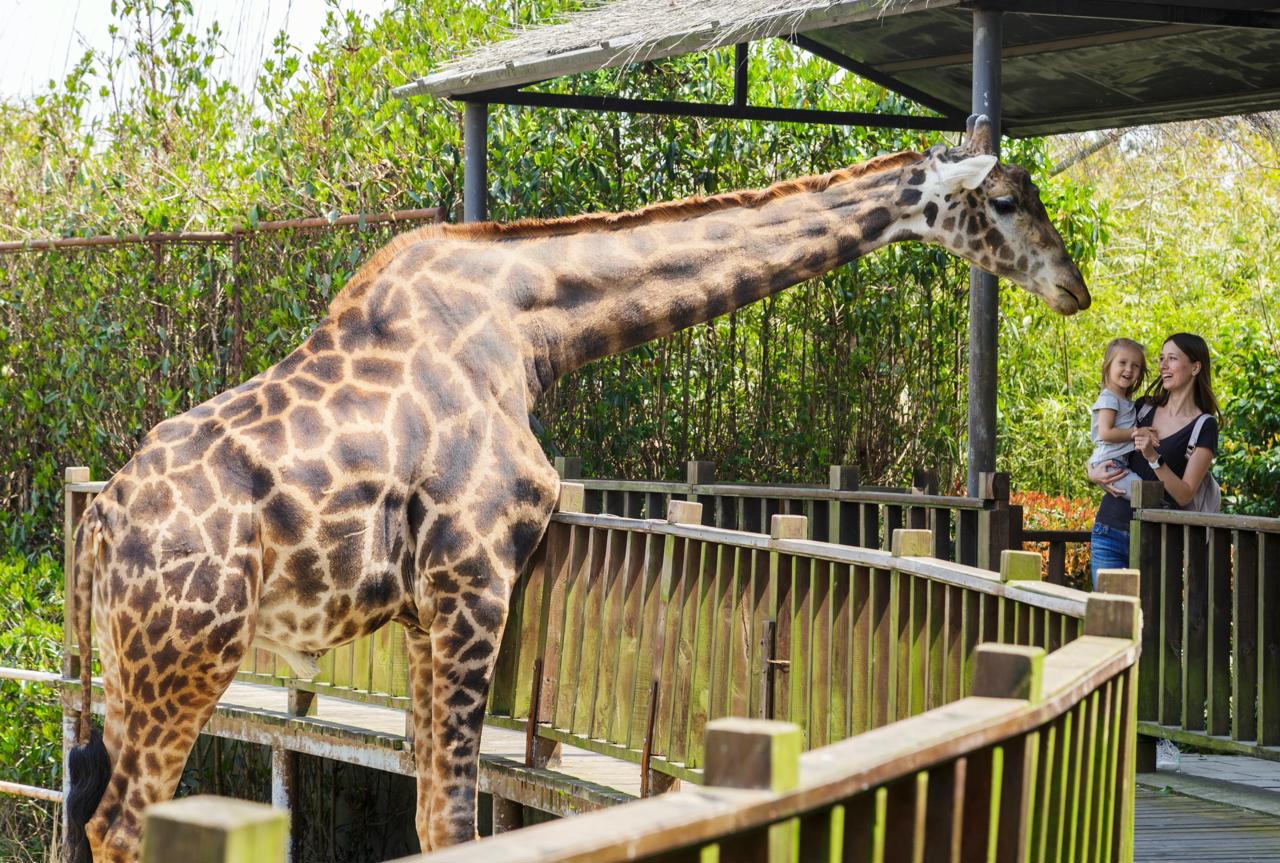 Dallas Zoo vs Fort Worth Zoo: What Actually Sets Them Apart