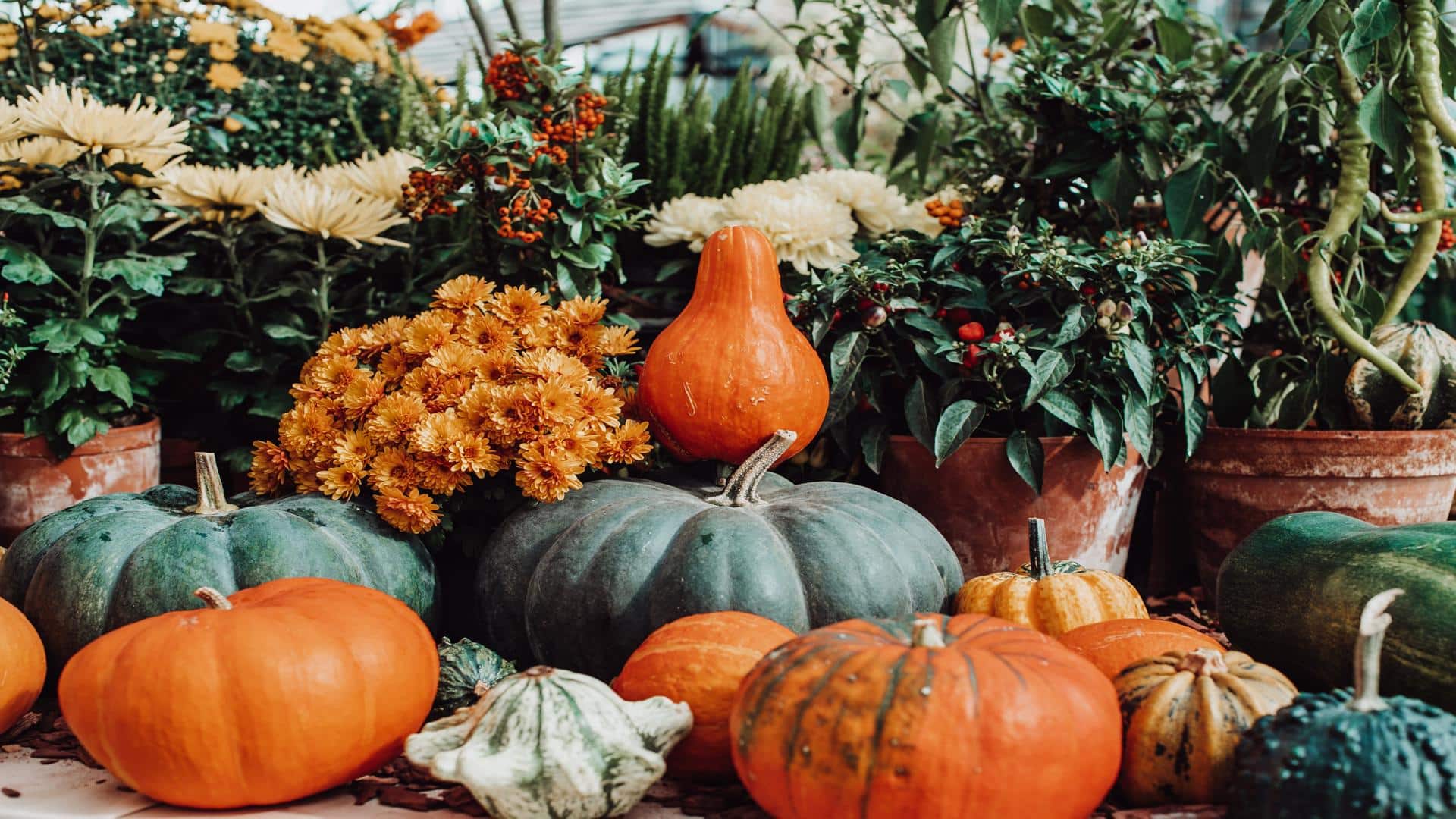 Pumpkins, Petals, and Dallas Fall Magic at Autumn at the Arboretum